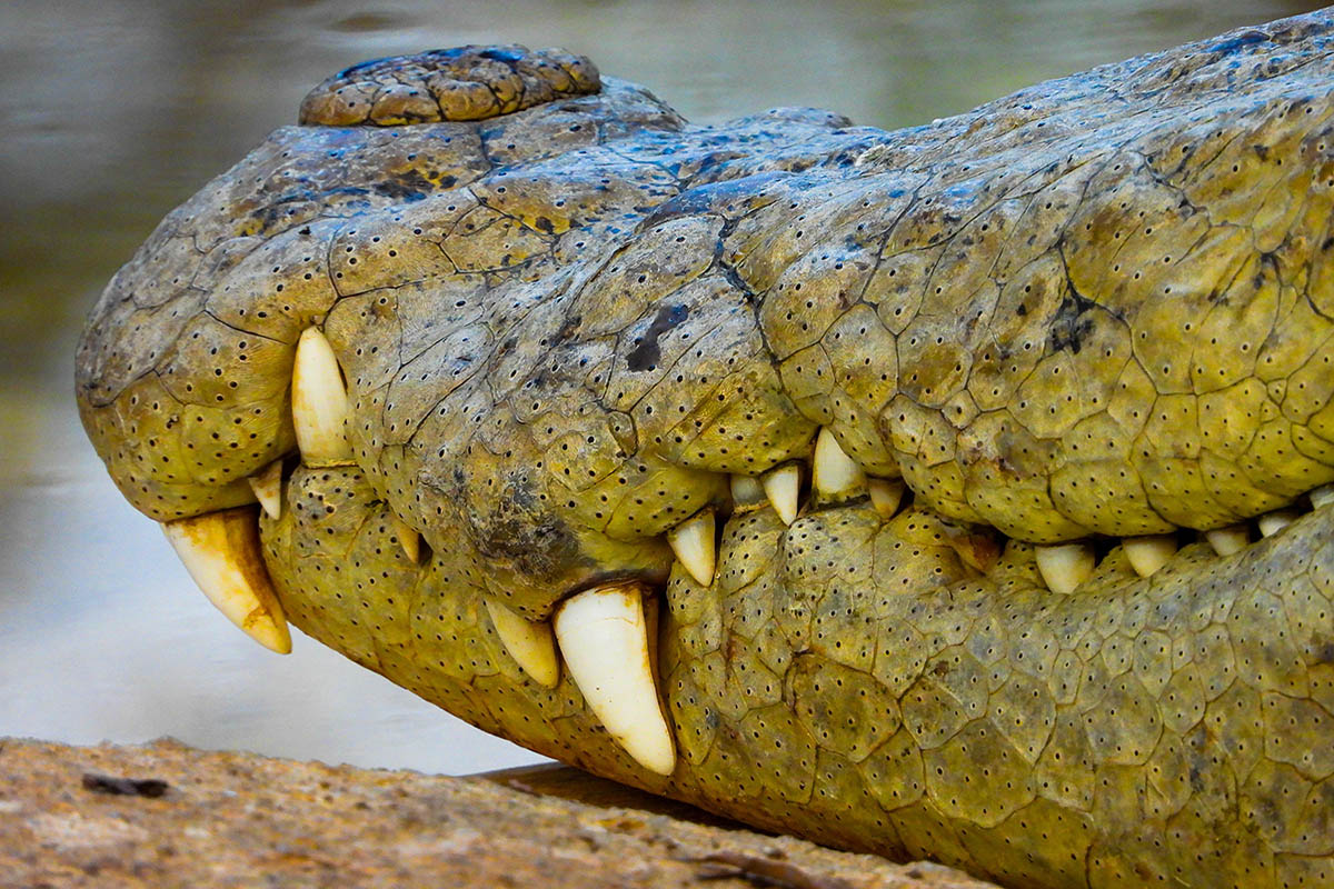 Toothy Grin Croc